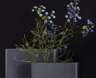 /Grana borovnica 50cm 66464444 /Grana borovnica 50cm 66464444